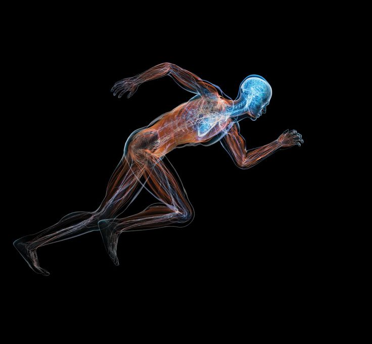 Anatomski prikaz biomehanike teka z osvetljenim skeletom in mišicami